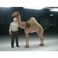 Hansa Toys Andromeda Camel 5' 6' 