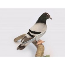 Hansa Toys Pigeon